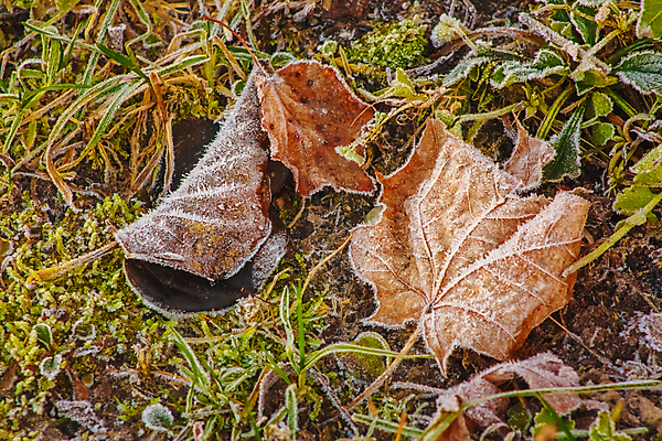 포토 JPG 해외이미지 나무 식물 계절 백그라운드 단풍 잎 겨울 자연 하늘 잔디 사람없음 야외 빨간색 초록색 갈색 노란색 냉동 얼음 침묵 봄 활발 추위 성장 가을 흰색 시골 인사 크리스탈 질감 서리 장면 해외202004 해외포토 자연요소 컬러 컨셉 소리 예절 광석 생태계 파일형식 이미지허브