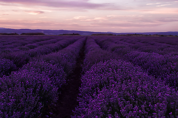 포토 JPG 해외이미지 식물 구름 꽃 유럽 선 백그라운드 밭 자연 하늘 풍경 사람없음 야외 여름 파란색 컬러풀 보라색 황혼 일몰 활발 프랑스 수확 시골 개화 저녁 제비꽃 향수 향기 아로마 아로마테라피 라벤더 내추럴 프랑스어 프로방스 수평선 해외202004 해외포토 자연요소 문자 계절 나라 컬러 컨셉 농업 노을 화장품 야간 허브 생태계 냄새 테라피 파일형식 이미지허브