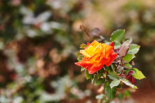 포토 JPG 해외이미지 식물 디자인 계절 꽃잎 꽃 포스터 백그라운드 잎 꽃무늬 오렌지 자연 발렌타인데이 사랑 사람없음 장식 빨간색 초록색 여름 장미 정원 맑음 놀람 봄 성장 벚꽃 흰색 축하 신선 개화 심볼 싱글 질감 날카로움 내추럴 감탄 해외202004 해외포토 감정 컬러 컨셉 무늬 과일 데이이벤트 날씨 표정 생태계 파일형식 이미지허브