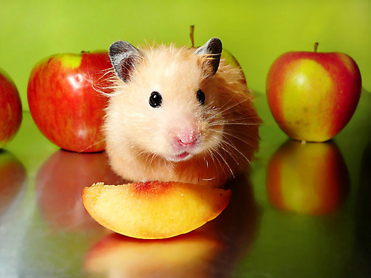 포토 JPG 해외이미지 동물 음식 과일 자연 사람없음 빨간색 초록색 여름 반려동물 노란색 봄 황금 달콤 사과 유기농 복숭아 건강식 동물상 시리아 채식주의자 해외202004 해외포토 웰빙 계절 컬러 중동 조형물 맛 생태계 채식 파일형식 이미지허브