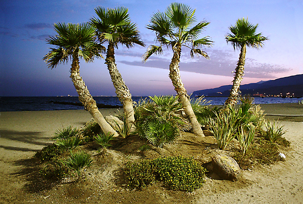 포토 JPG 해외이미지 나무 식물 구름 모래 바다 여행 하늘 휴가 휴식 산 손바닥 풍경 사람없음 물 어둠 황혼 일몰 스페인 야간 지중해 휴양지 이국적 파라다이스 해외202004 해외포토 자연요소 손 유럽 컨셉 노을 장소 파일형식 이미지허브