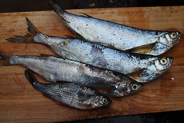 포토 JPG 해외이미지 탁자 낚시 어류 사람없음 식사 신선 잡기 트로피 해산물 준비 날것 해외202004 해외포토 가구 모션 레저 수중동물 상_우승 파일형식 이미지허브