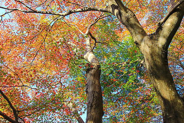 포토 JPG 해외이미지 나무 식물 계절 공원 실루엣 도로 여행 백그라운드 무지개 잎 패턴 자연 하늘 지붕 휴식 풍경 사람없음 빨간색 파란색 빛 컬러풀 햇빛 태양 정원 일본 활발 덮개 가을 나뭇가지 신선 보행로 닫기 숲 그늘 오솔길 강렬 해외202004 해외포토 자연요소 공공시설 아시아 길 컬러 컨셉 무늬 교통시설 모션 촬영기법 뚜껑 생태계 파일형식 이미지허브