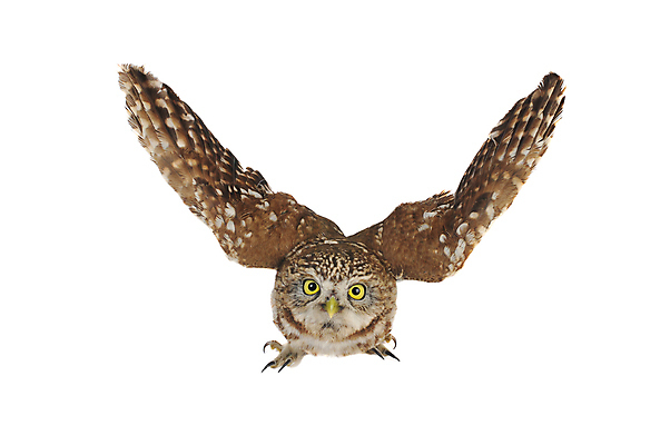 포토 JPG 해외이미지 동물 척추동물 한마리 응시 야생동물 날개 포유류 자연 조류 친절 생물 실내 종류 서기 사람없음 세로 갈색 작음 자르기 깃털 흰배경 슛 부엉이 경보 옛날 테마 카피스페이스 차단 해외202004 해외포토 1 시선 컬러 백그라운드 모션 내부 공백 흰색 크기 생태계 파일형식 이미지허브