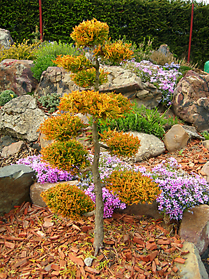 포토 JPG 해외이미지 나무 식물 전통 잎 오렌지 동양인 취미 사람없음 초록색 정원 일본 중국 흙 미니어처 성장 냄비 작음 원예 뿌리 분재 난쟁이 해외202004 해외포토 아시아 컬러 과일 인종 모형 솥 크기 파일형식 이미지허브