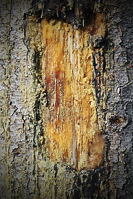 포토 JPG 해외이미지 식물 백그라운드 패턴 부분 자연 사람없음 치료 손상 수확 골동품 시골 얼룩 거친 주름 떨어짐 상처 질감 먼지 나무껍질 담배꽁초 비네팅 내추럴 구김 그런지 옛날 흉터 가문비나무 막 해외202004 해외포토 나무 컨셉 무늬 농업 의학 모션 담배 촬영기법 껍질 생태계 파일형식 이미지허브