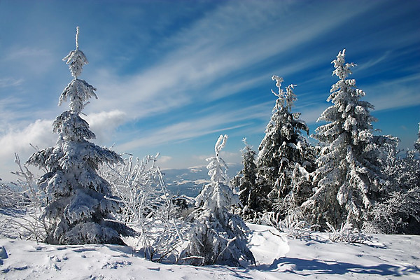 포토 JPG 해외이미지 나무 계절 백그라운드 크리스마스 겨울 자연 하늘 날씨 휴가 스키 산 미술 풍경 사람없음 야외 파란색 빛 태양 맑음 냉동 얼음 힘 추위 흰색 숲 신비 시원함 12월 서리 전나무 눈보라 1월 해외202004 해외포토 자연요소 식물 기념일 컬러 컨셉 문화예술 겨울스포츠 눈_날씨 날짜 생태계 파일형식 이미지허브