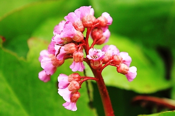 포토 JPG 해외이미지 꽃 분홍색 노르웨이 사람없음 보라색 해외202004 해외포토 식물 유럽 컬러 파일형식 이미지허브