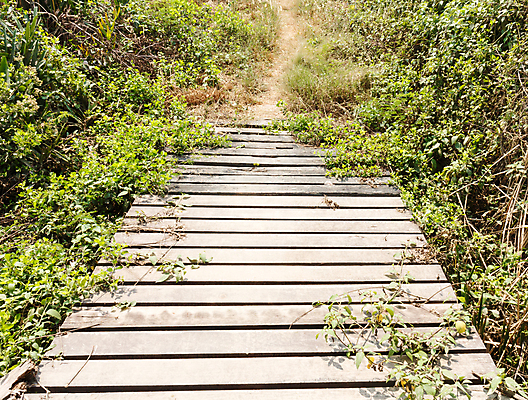 포토 JPG 해외이미지 나무 식물 계절 도로 길 백그라운드 패턴 밭 자연 탁자 바닥 풍경 사람없음 야외 목재 장식 초록색 여름 빛 갈색 노란색 환경 맑음 봄 시골 숲 질감 장면 내추럴 방법 옛날 줄서기 해외202004 해외포토 컬러 가구 무늬 농업 재료 교통시설 모션 날씨 생태계 파일형식 이미지허브