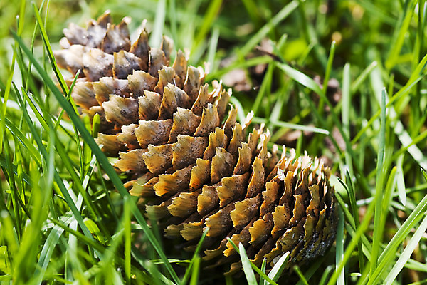 포토 JPG 해외이미지 나무 자연 씨앗 사람없음 초록색 여름 갈색 가을 숲 솔방울 침엽수 전나무 가문비나무 해외202004 해외포토 식물 계절 컬러 생태계 파일형식 이미지허브