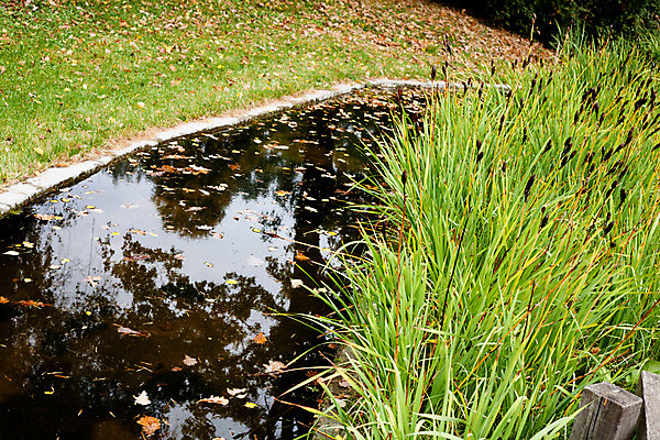 포토 JPG 해외이미지 식물 잎 자연 사람없음 야외 목재 가로 초록색 물 반사 갈색 노란색 슬픔 가을 연못 작음 많음 해외202004 해외포토 자연요소 나무 계절 감정 컬러 컨셉 재료 크기 생태계 파일형식 이미지허브