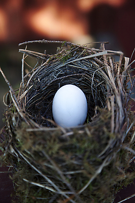 포토 JPG 해외이미지 동물 1 조류 3 사람없음 목재 파란색 갈색 계란 검은색 침묵 봄 흰색 둥지 자르기 새장 밀짚 짜임 내추럴 고립 많음 유일 차단 해외202004 해외포토 나무 계절 컬러 컨셉 재료 모션 알 소리 짚 케이지 파일형식 이미지허브