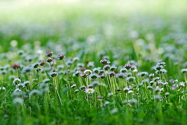 포토 JPG 해외이미지 꽃 밭 사람없음 초록색 흰색 신선 보케 해외202004 해외포토 식물 컬러 농업 파일형식 이미지허브