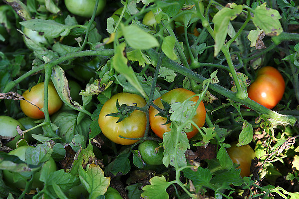 포토 JPG 해외이미지 식물 꽃 음식 잎 밭 농업 토마토 채소 과일 재료 자연 건강 사람없음 빨간색 초록색 빛 약 농장 정원 수확 성장 시골 신선 원형 맛 상품 땅 다발 향신료 준비 유기농 생태계 내추럴 땅바닥 숙성 온실 해외202004 해외포토 도형 웰빙 산업 컬러 컨셉 의학 바닥 향미료 파일형식 이미지허브