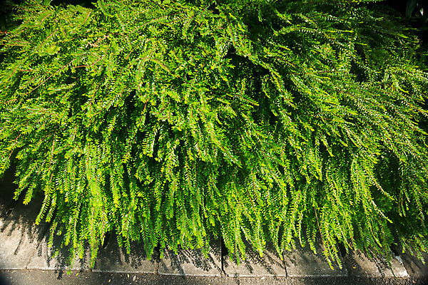 포토 JPG 해외이미지 식물 꽃 잎 가족 자연 사람없음 초록색 정원 발코니 해외202004 해외포토 컬러 관계 생태계 파일형식 이미지허브