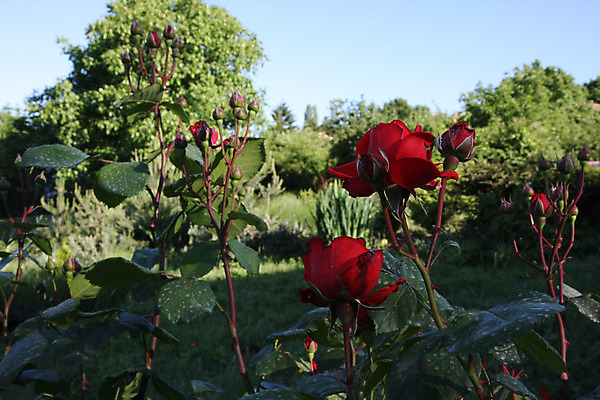 포토 JPG 해외이미지 꽃 백그라운드 농업 자연 사람없음 빨간색 초록색 컬러풀 장미 새싹 정원 봄 소프트포커스 해외202004 해외포토 식물 계절 산업 컬러 촬영기법 생태계 파일형식 이미지허브