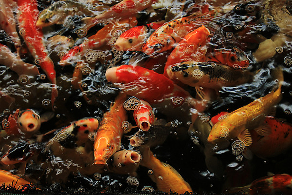 포토 JPG 해외이미지 동물 아시아 선 오렌지 어류 동양인 사람없음 물 반려동물 일본 검은색 수영 흰색 연못 황금 금붕어 수족관 세련 해외202004 해외포토 자연요소 나라 컬러 과일 인종 수중동물 수상스포츠 파일형식 이미지허브