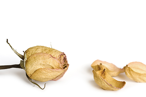 포토 JPG 해외이미지 식물 꽃잎 꽃 분홍색 꽃무늬 건조 사랑 사람없음 장미 갈색 슬픔 흰색 죽음 좌절 떨어짐 고립 깨짐 해외202004 해외포토 감정 컬러 컨셉 무늬 파일형식 이미지허브