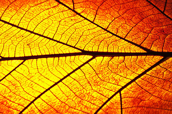 포토 JPG 해외이미지 식물 종이 줄기 백그라운드 잎 패턴 오렌지 자연 건조 골격 사람없음 빨간색 갈색 유행 봄 골동품 가을 나뭇가지 죽음 투명 황금 질감 섬유 정맥 내추럴 땅바닥 옛날 노화 해외202004 해외포토 나무 계절 컬러 컨셉 무늬 과일 바닥 직물 생태계 혈관 파일형식 이미지허브