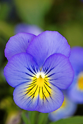 포토 JPG 해외이미지 식물 디자인 계절 꽃잎 꽃 분홍색 백그라운드 잎 꽃무늬 밭 자연 풍경 사람없음 야외 그래픽 장식 초록색 여름 파란색 컬러풀 노란색 머리 정원 보라색 놀람 봄 벚꽃 흰색 신선 개화 그룹 제비꽃 원예 내추럴 비올라 우수 해외202004 해외포토 감정 컬러 무늬 농업 표정 취미 신체부위 절기 생태계 파일형식 찰현악기 이미지허브