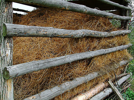포토 JPG 해외이미지 농업 건조 사람없음 목재 초록색 노란색 덮개 소나무 주식 통나무 해외202004 해외포토 나무 산업 컬러 재료 금융 뚜껑 파일형식 이미지허브