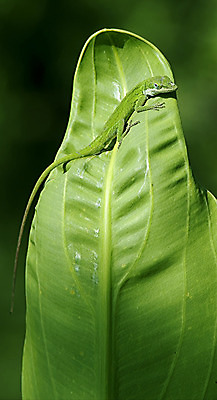 포토 JPG 해외이미지 동물 야생동물 백그라운드 파충류 자연 저울 사람없음 야외 초록색 반려동물 머리 정원 변화 닫기 피부 질감 꼬리 도마뱀 암초 기어가기 고립 해외202004 해외포토 컬러 컨셉 모션 신체부위 생태계 파일형식 이미지허브