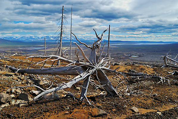 포토 JPG 해외이미지 나무 식물 구름 자연 산 건조 풍경 사람없음 목재 환경 죽음 숲 언덕 부식 뿌리 생태학 옛날 해외202004 해외포토 자연요소 교육 재료 생태계 파일형식 이미지허브