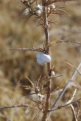 포토 JPG 해외이미지 식물 백그라운드 컨셉 모션 자연 사람없음 야외 여름 갈색 환경 경쟁 껍질 흰색 가시 작음 달팽이 스파이크 갑옷 고립 해외202004 해외포토 계절 컬러 연체동물 보호장비 크기 생태계 파일형식 이미지허브