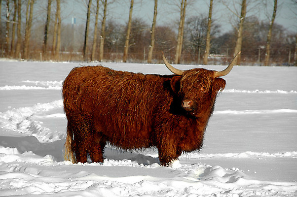 포토 JPG 해외이미지 동물 겨울 밭 농업 포유류 자연 뿔 사람없음 야외 농장 얼음 가축 운전 소고기 추위 흰색 표현 소 군중 주식 들소 황소 산악지대 밭일 스코틀랜드 해외202004 해외포토 자연요소 계절 산업 컬러 모션 영국 산 육류 사람 금융 생태계 파일형식 이미지허브
