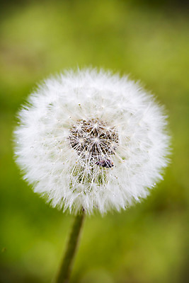 포토 JPG 해외이미지 식물 꽃 줄기 자연 씨앗 사람없음 초록색 봄 성장 민들레 불기 4월 번짐 꽃가루 부드러움 솜털 해외202004 해외포토 계절 컬러 모션 감각 날짜 가루 생태계 파일형식 효과 이미지허브