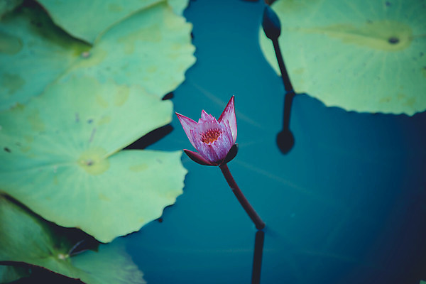 포토 JPG 해외이미지 식물 계절 공원 꽃잎 꽃 호수 분홍색 백그라운드 잎 꽃무늬 자연 사람없음 야외 장식 빨간색 초록색 물 파란색 컬러풀 반사 노란색 정원 봄 벚꽃 흰색 연못 개화 정상 묘사 명상 그림 내추럴 이국적 해외202004 해외포토 자연요소 공공시설 컬러 무늬 생태계 파일형식 이미지허브