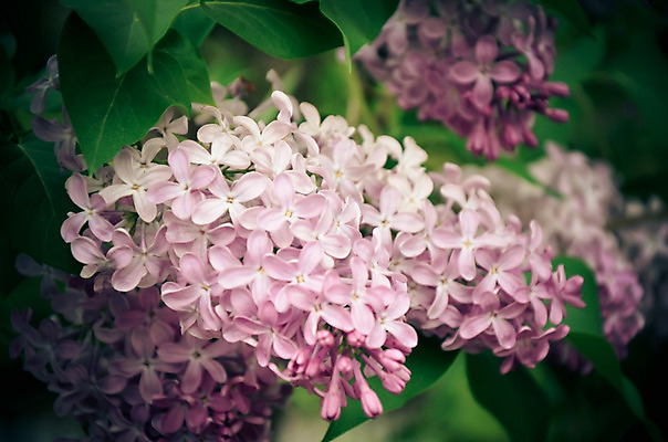 포토 JPG 해외이미지 나무 식물 계절 공원 꽃잎 꽃 분홍색 백그라운드 잎 꽃무늬 자연 사람없음 야외 장식 초록색 정원 보라색 봄 활발 벚꽃 흰색 나뭇가지 개화 다발 제비꽃 관목 묘사 원예 A 라일락 내추럴 해외202004 해외포토 알파벳 공공시설 컬러 컨셉 무늬 취미 생태계 파일형식 이미지허브