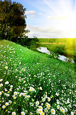 포토 JPG 해외이미지 식물 꽃잎 꽃 백그라운드 잎 밭 농업 자연 풍경 사람없음 빨간색 초록색 여름 파란색 햇빛 태양 노란색 일출 정원 맑음 일몰 벚꽃 광선 시골 바퀴 땅 시리얼 허브 언덕 데이지 양귀비 솜털 캐모마일 평야 해외202004 해외포토 자연요소 계절 산업 음식 컬러 날씨 노을 생태계 파일형식 이미지허브