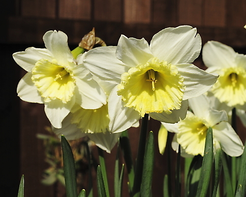 포토 JPG 해외이미지 식물 꽃 잎 자연 사람없음 초록색 노란색 봄 흰색 개화 다발 수선화 고립 해외202004 해외포토 계절 컬러 생태계 파일형식 이미지허브