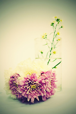 포토 JPG 해외이미지 식물 꽃잎 꽃 분홍색 꽃다발 백그라운드 꽃무늬 자연 유리 발렌타인데이 선물 사랑 사람없음 초록색 물 파란색 장미 노란색 꽃병 봄 튤립 수확 벚꽃 흰색 신선 다발 배열 데이지 파스텔톤 해외202004 해외포토 자연요소 계절 감정 컬러 무늬 농업 데이이벤트 재질 생태계 파일형식 이미지허브