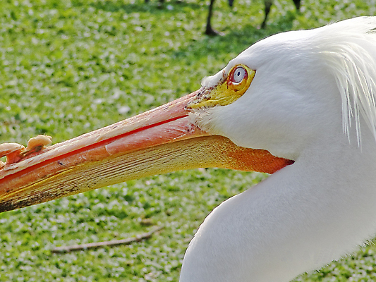 포토 JPG 해외이미지 동물 공원 오렌지 자연 조류 사람없음 야외 초록색 흰색 닫기 펠리컨 런던 부리 해외202004 해외포토 공공시설 컬러 과일 모션 영국 생태계 파일형식 이미지허브