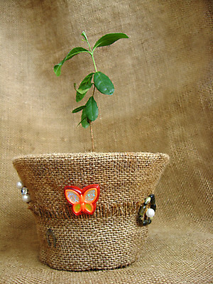 포토 JPG 해외이미지 식물 디자인 화분 백그라운드 잎 과일 추상 주택 간판 풍경 사람없음 내부 장식 초록색 청춘 갈색 새싹 회색 맛 해외202004 해외포토 컬러 컨셉 무늬 건물 파일형식 이미지허브