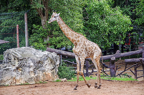 포토 JPG 해외이미지 동물 전통 디자인 옷 야생동물 백그라운드 패턴 바지 포유류 아프리카 자연 엄마 표면 초식동물 생물 자물쇠 동물원 종류 사람없음 장식 파란색 청춘 유행 환경 어둠 직물 도시 면 큼 남색 먹기 기린 사파리 무역 생태계 땀 캔버스 부드러움 섬유 멸종 자원 수의사 유지 그런지 동물상 사바나 삶기 수유 옛날 이국적 생존 스타일 해외202004 해외포토 나라 산업 컬러 컨셉 무늬 가족 모션 하의 조형물 의사 감각 크기 파일형식 이미지허브