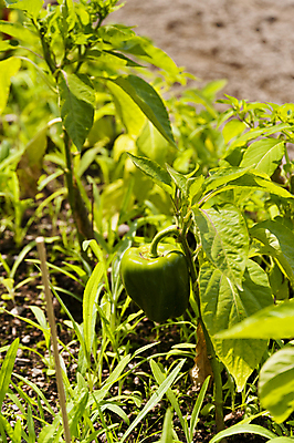 포토 JPG 해외이미지 식물 음식 채소 고추 파프리카 사람없음 정원 먹기 원예 후추 해외202004 해외포토 모션 취미 향신료 파일형식 이미지허브