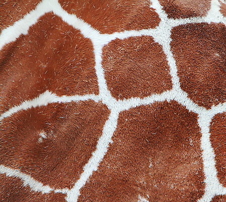 포토 JPG 해외이미지 동물 백그라운드 패턴 포유류 초식동물 사람없음 큼 기린 해외202004 해외포토 무늬 크기 파일형식 이미지허브