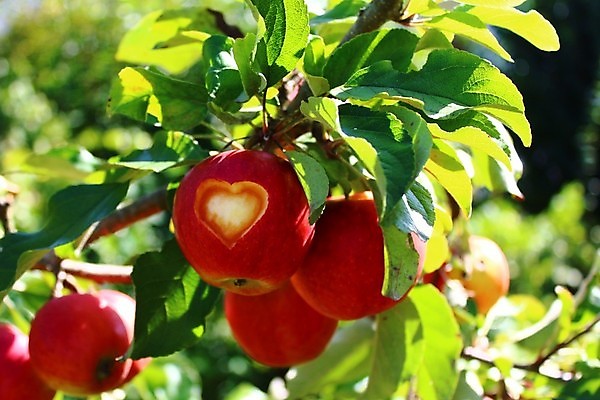 포토 JPG 해외이미지 나무 과일 건강 사람없음 빨간색 태양 정원 수확 나뭇가지 하트 마음 사과 목각 건강식 숙성 채식주의자 비건 해외202004 비건음식 해외포토 자연요소 모양 식물 음식 컬러 농업 채식 파일형식 이미지허브