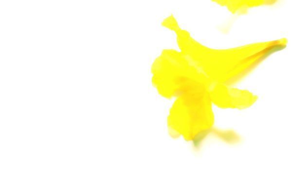 포토 JPG 해외이미지 꽃 사람없음 노란색 흰배경 혼자 해외202004 해외포토 식물 컬러 백그라운드 흰색 파일형식 이미지허브