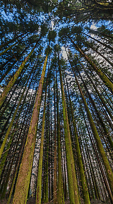 포토 JPG 해외이미지 주간 나무 계절 공원 겨울 자연 하늘 산 건강 풍경 사람없음 야외 초록색 파란색 추위 가을 나뭇가지 신선 소나무 숲 포르투갈 북쪽 내추럴 해외202004 해외포토 자연요소 식물 공공시설 유럽 컬러 방향 생태계 파일형식 이미지허브