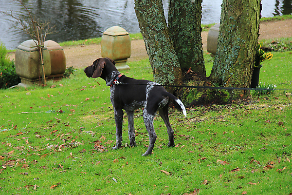 포토 JPG 해외이미지 동물 남자 털 소년 사람없음 반려동물 갈색 흰색 아기 개 강아지 사냥개 광택 송곳니 기르기 유래 충고 해외202004 해외포토 어린이 컬러 포유류 사람 치아 돌봄 파일형식 이미지허브