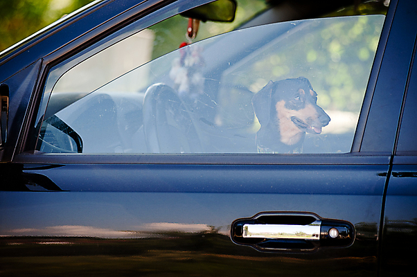포토 JPG 해외이미지 동물 1 도로 여행 창문 교통시설 자동차 거리 실내 앉기 사람없음 가로 반려동물 머리 문 검은색 운전 기다림 개 장면 자동 혼자 해외202004 해외포토 길 육상교통 컬러 교통 포유류 모션 내부 신체부위 시설 파일형식 이미지허브