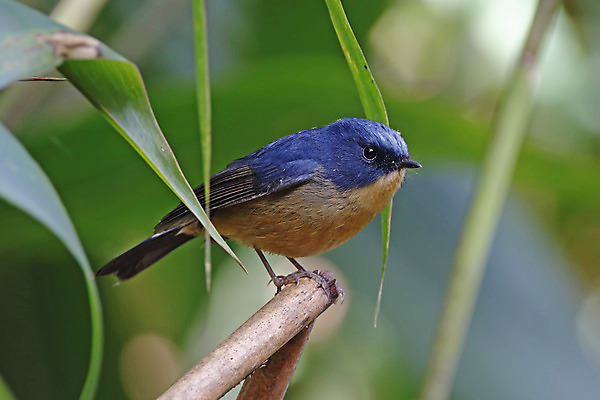 포토 JPG 해외이미지 나무 동물 여자 남자 아시아 얼굴 야생동물 백그라운드 날개 자연 조류 사람없음 야외 목재 가로 초록색 파란색 컬러풀 머리 환경 나뭇가지 막대기 닫기 숲 깃털 꼬리 부리 서식지 생태학 이국적 해외202004 해외포토 식물 교육 나라 컬러 재료 모션 사람 신체부위 생태계 파일형식 이미지허브