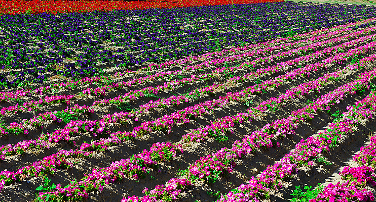 포토 JPG 해외이미지 계절 꽃잎 꽃 유럽 백그라운드 잎 꽃무늬 패턴 밭 농업 자연 파노라마 풍경 잔디 사람없음 야외 빨간색 초록색 농장 농경지 정원 계곡 프랑스 수확 성장 벚꽃 가을 시골 침대 백합 땅 프랑스어 온실 세련 해외202004 해외포토 식물 문자 나라 산업 컬러 가구 무늬 촬영기법 생태계 파일형식 이미지허브