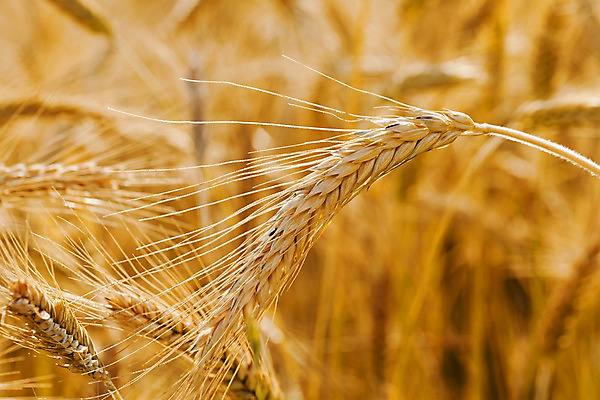 포토 JPG 해외이미지 식물 계절 산업 음식 줄기 백그라운드 패턴 밭 농업 과일 재료 자연 건조 옥수수 씨앗 사람없음 야외 옆모습 여름 농작물 농장 노란색 젖음 수확 성장 시골 그룹 황금 낟알 시리얼 밀 먹기 유기농 날것 문학 장면 결 밀짚 흙더미 숙성 채식주의자 호밀 세련 귀리 해외202004 해외포토 웰빙 뷰포인트 컬러 무늬 모션 곡류 흙 짚 생태계 채식 파일형식 더미 이미지허브