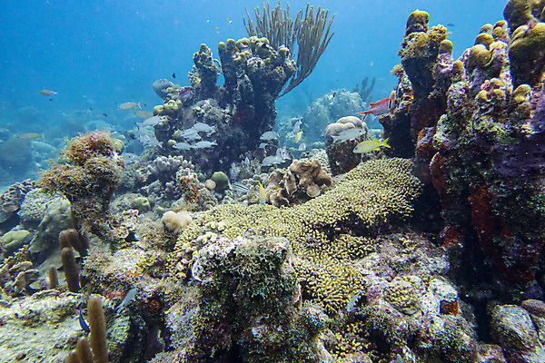 포토 JPG 해외이미지 동물 야생동물 바다 어류 사람없음 물 파란색 바닷속 수중 산호 다이빙 암초 해외202004 해외포토 자연요소 컬러 수영 수중동물 자포동물 수중스포츠 파일형식 이미지허브