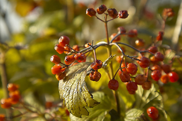 포토 JPG 해외이미지 식물 열매 잎 자연 사람없음 묘사 해외202004 해외포토 생태계 파일형식 이미지허브
